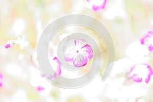 Abstract background with Rose Campion