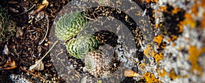 Abstract background, rough gray stone covered with beautiful colorful moss and lichen. Plants on a rock, close-up, selective focus