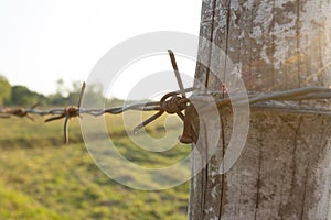 Abstract,background,rual