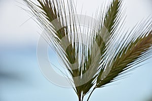 Abstract Background Rual