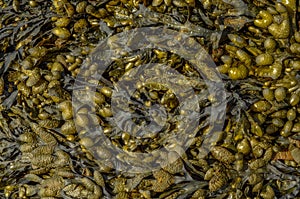 Abstract Background Of Seaweed