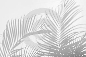 Abstract background of shadow palm leaves on wall.