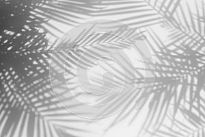 Abstract background of shadows palm leaves on a white wall.