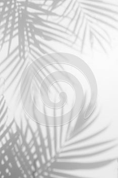 Abstract background of shadows palm leaves on a white wall.