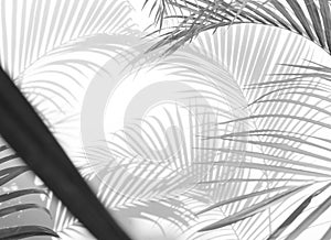 Abstract background of shadows palm leaves on a white wall. White and Black.