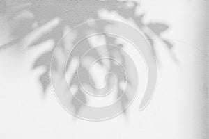 Abstract background of shadows papaya leaf on wall.