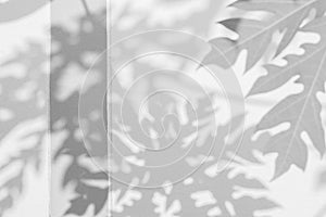 Abstract background of shadows papaya leaf on wall.