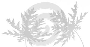 Abstract background of shadows papaya leaf on a white wall.