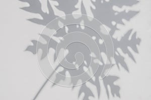 Abstract background of shadows papaya leaf on a white wall.