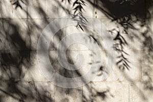 Abstract background of shadows tree leaves on a stone wall.