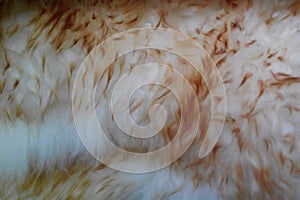 Abstract background. sheep`s wool.