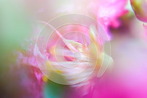 Abstract background silky blurred flowers photo