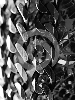 Abstract background of a silver chain