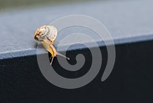 Abstract background slowness of macro image snail slowly movements, selective focus