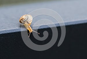 Abstract background slowness of macro image snail slowly movements, selective focus photo