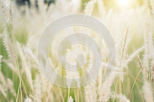 Abstract background of soft and blurred grassland, vintage warm toned