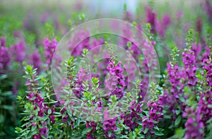 Abstract background - Soft focus abstract violet flowers on field background