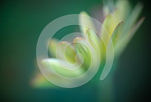 Abstract background - Soft focus blurred yellow flower in green background