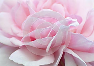 Abstract background soft pale baby pink rose petals wallpaper photo