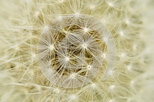 Abstract Background: The Spherical World of a Dandelion Puffball