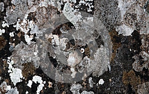 Abstract background with spotted stone covered with moss