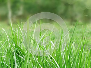Abstract background spring green grass yellow blurred forest
