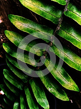 Abstract background, texture of green fern leaf