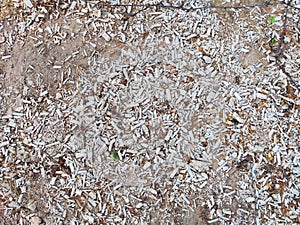 Abstract background and texture of sawdust and pieces of wood. Texture, pattern, frame, copy space. Brown or grey mulch