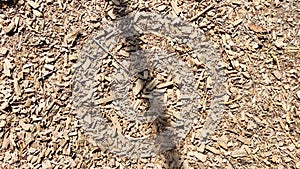 Abstract background and texture of sawdust and pieces of wood. Texture, pattern, frame, copy space. Brown or grey mulch