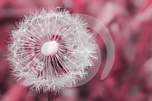 Abstract background toned in viva magenta color with white fluffy dandelion