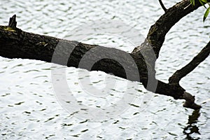 Tree branches relate to water, soft focus photo