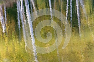 Abstract background of tree trunks blurred on the river surface