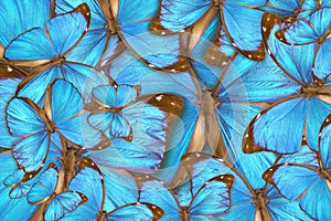 Abstract background tropical butterflys