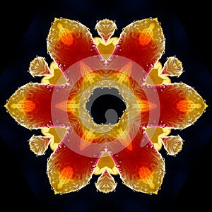 abstract background of tulip flower pattern kaleidoscope. red black background