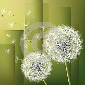 Abstract background with two flowers dandelions