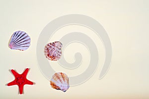 Abstract background of various shells