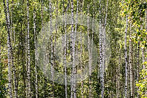 Abstract background with birch trunks in the forest