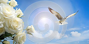 Abstract background. White birds flying in background of sky and white roses against the morning sun of world peace concept