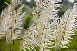 Abstract background of white feather plants