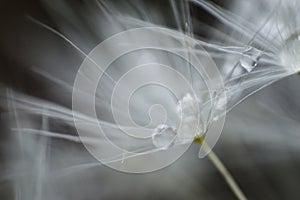 Abstract background from white fluffy dandelion with drops of water