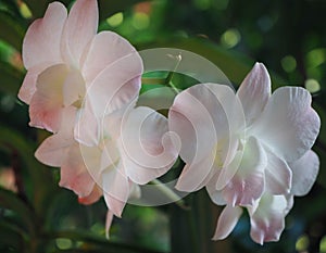 Abstract background of white and pink orchids, focus of beautiful dendrobium, on blurred natural background