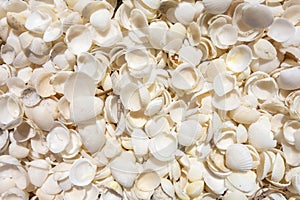 Abstract background of white shells at Shell Beach in Western Australia near Denham city