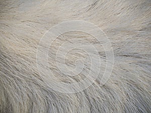 Abstract background white wool of goat fur