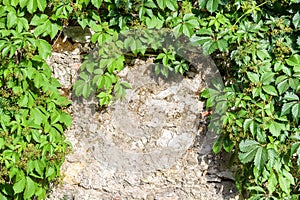 Abstract background wiht stone wall and ivy twigs.