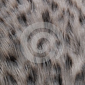 Abstract background of wild duck feathers, bird feather pattern monochrome