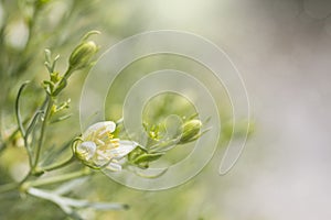 Abstract background with wild flowers