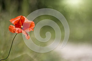 Abstract background with wild poppy