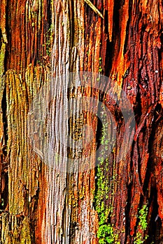 Abstract background of wood texture
