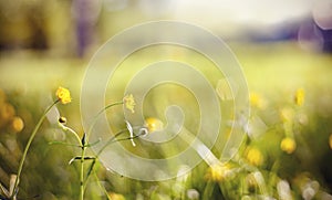 Abstract background with yellow buttercups.