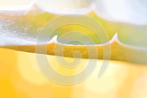 Abstract background. Yellow leaf Aloe Vera